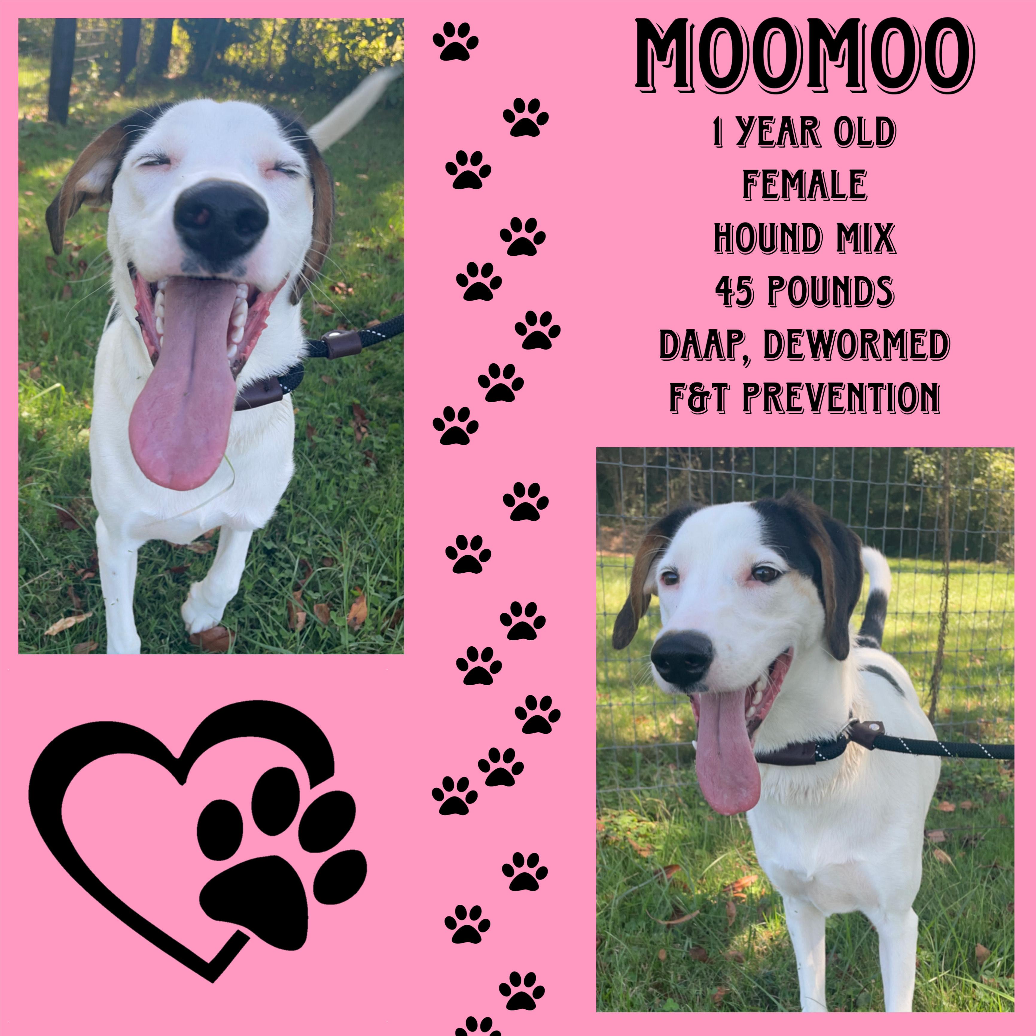 Moomoo, Adoptable, Young Female Hound.