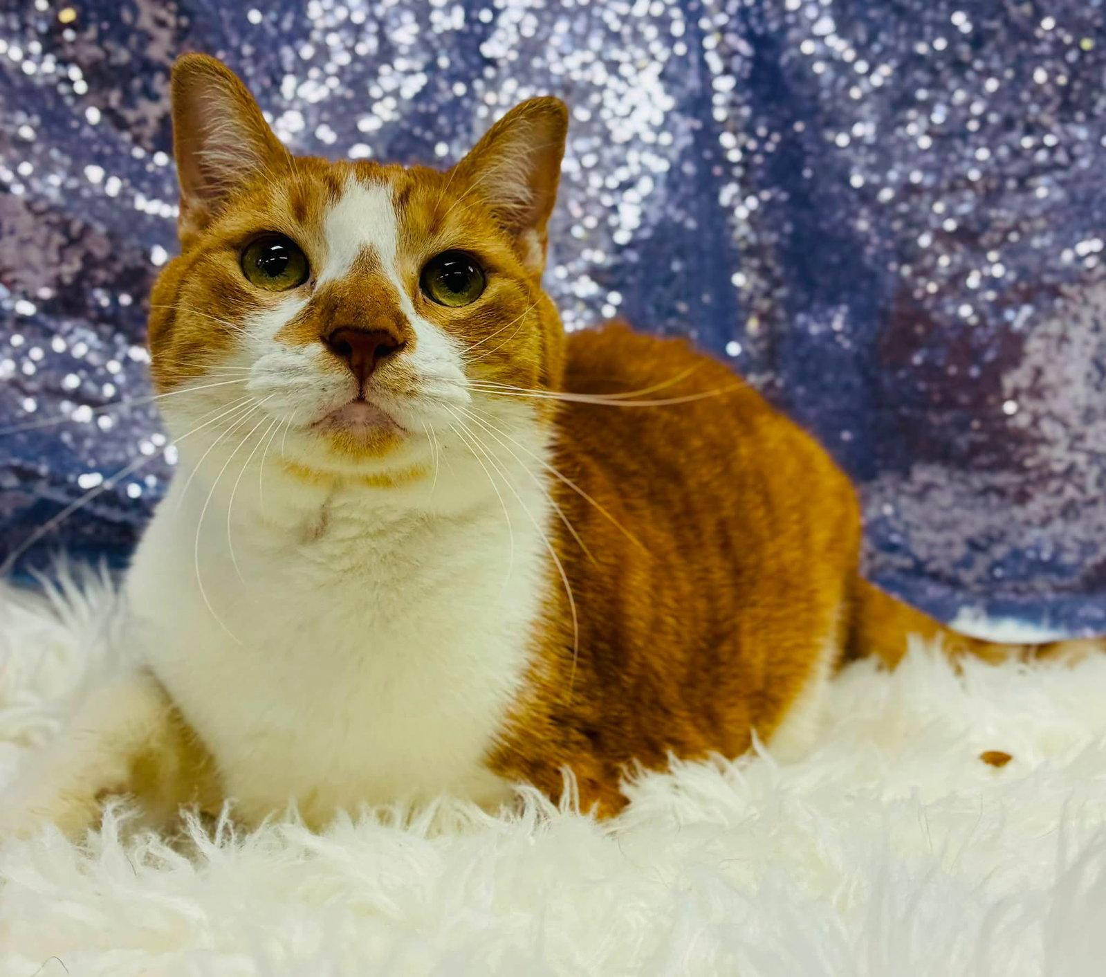 Buddy, Adopted, Adult Male Domestic Short Hair.