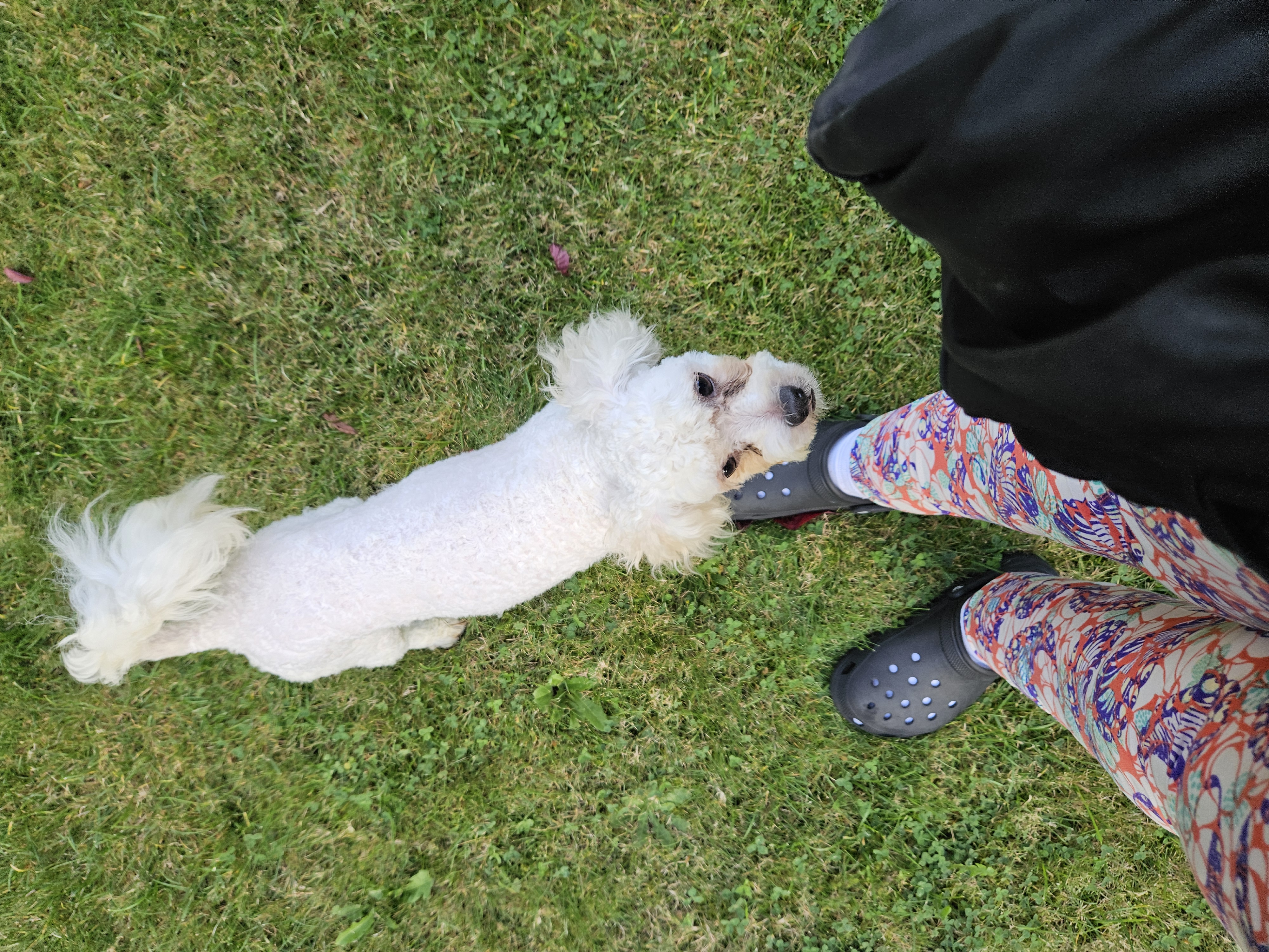 Enlarge Lamby, a Adoptable Miniature Poodle in Puyallup, WA image 1/1