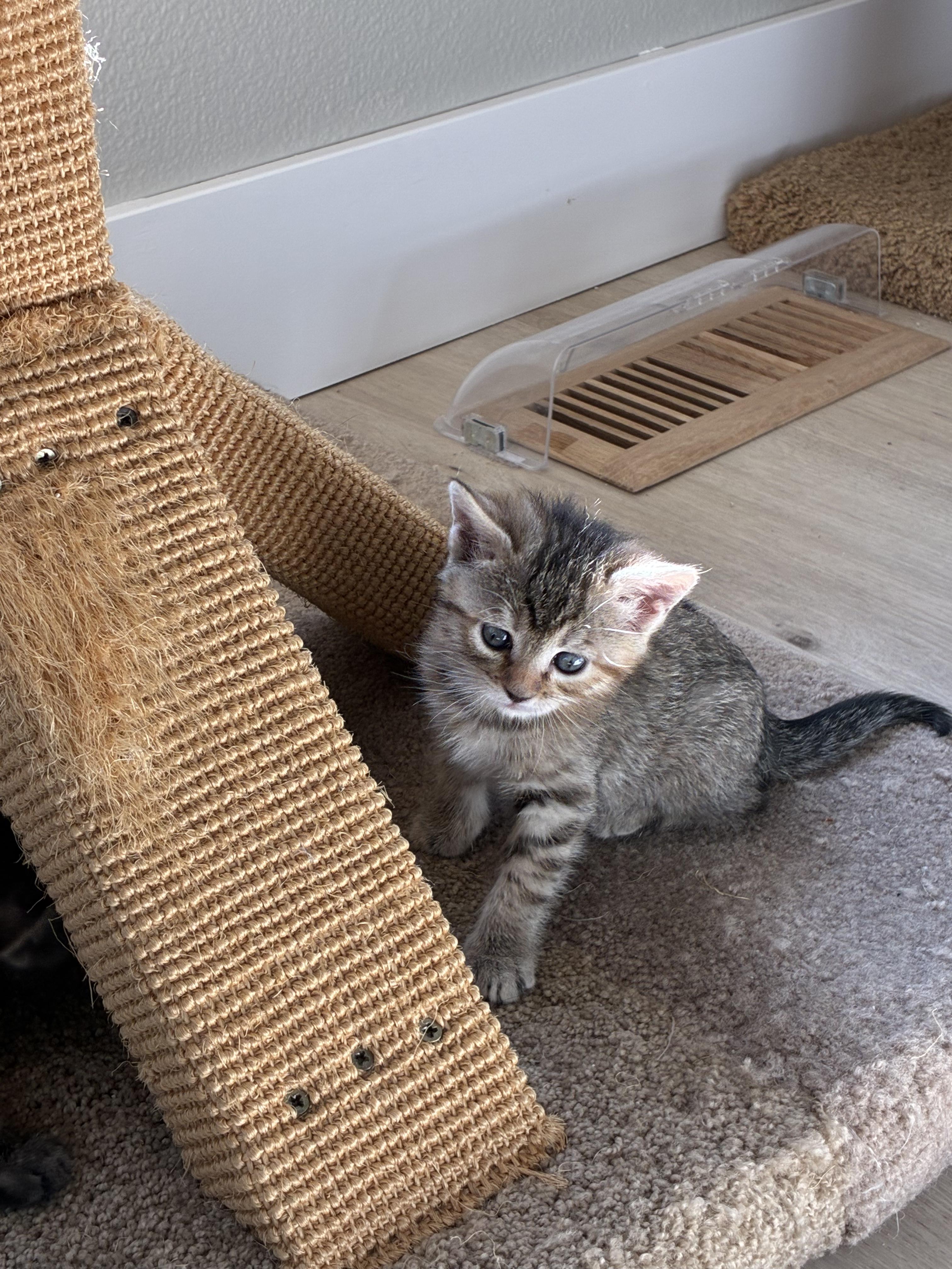 Enlarge Mercury, a Adoptable Domestic Short Hair in Gardnerville, NV image 1/1