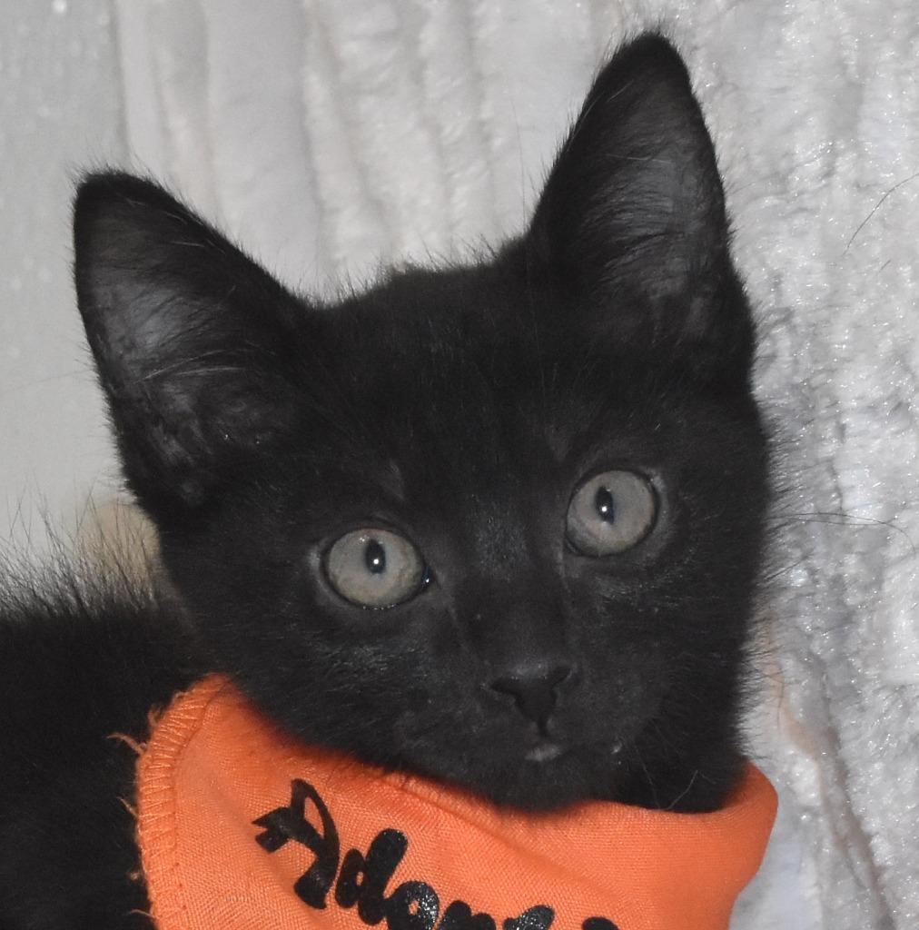 Scary, Adoptable, Kitten Male Domestic Short Hair.