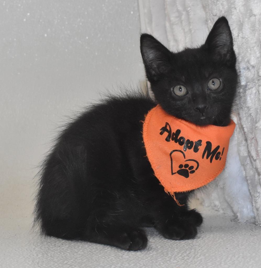 Enlarge Scary, a Adoptable mixed breed in Springfield, OH image 2/5