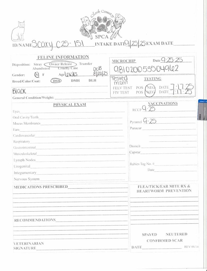 Enlarge Scary, a Adoptable mixed breed in Springfield, OH image 3/5