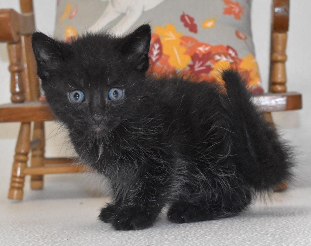 Enlarge Scary, a Adoptable mixed breed in Springfield, OH image 4/5