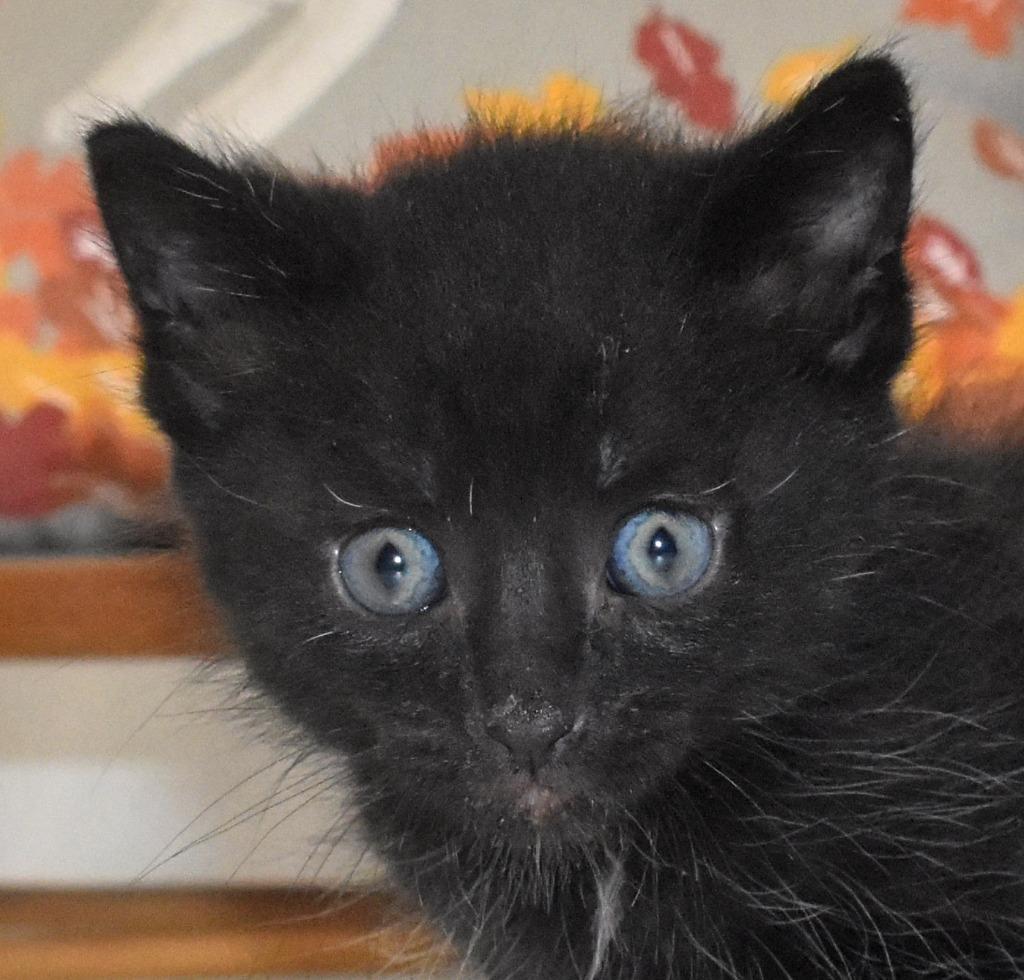 Enlarge Scary, a Adoptable mixed breed in Springfield, OH image 5/5