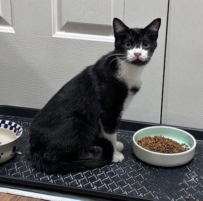 Mica, Adoptable, Young Male Domestic Short Hair.