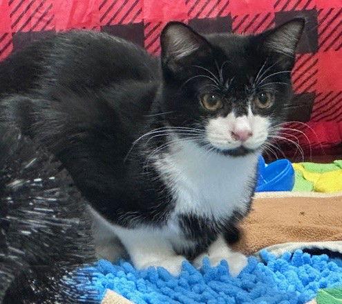 Enlarge Mica, a Adoptable Domestic Short Hair in Crossville, TN image 2/3