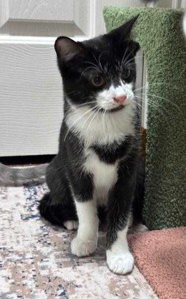 Enlarge Mica, a Adoptable Domestic Short Hair in Crossville, TN image 3/3