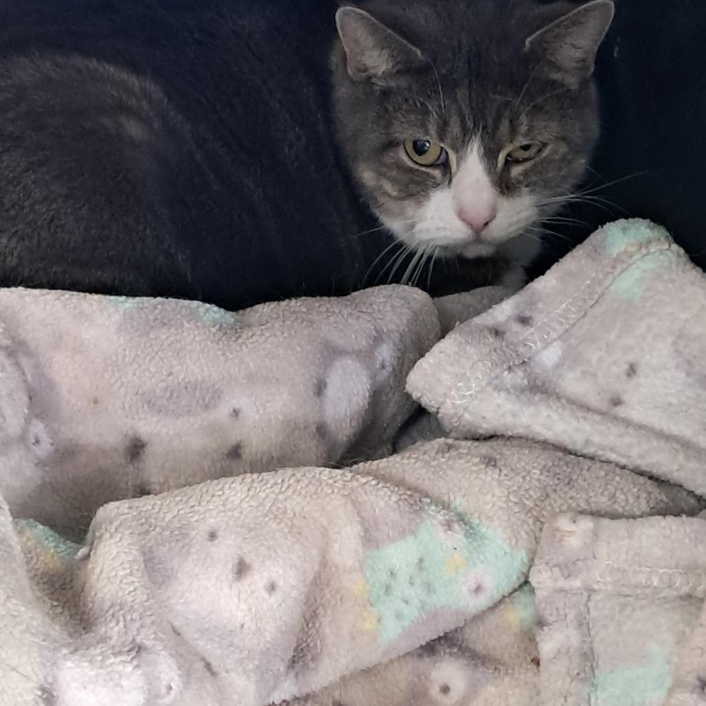 Enlarge Bunny, a Adoptable Domestic Short Hair in East Smithfield , PA image 1/6