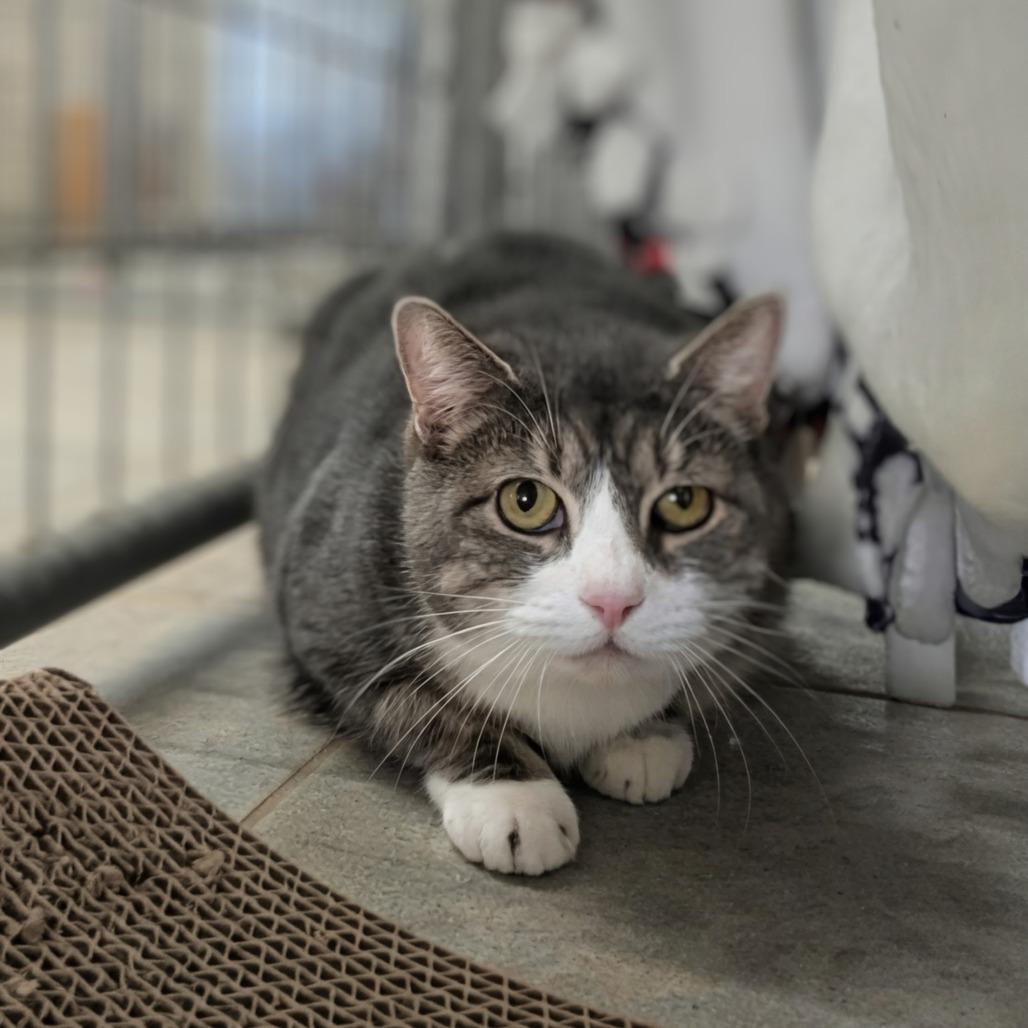 Enlarge Bunny, a Adoptable Domestic Short Hair in East Smithfield , PA image 2/6