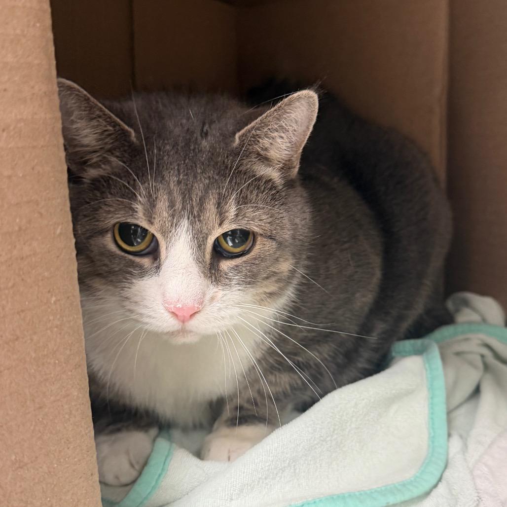 Enlarge Bunny, a Adoptable Domestic Short Hair in East Smithfield , PA image 3/6