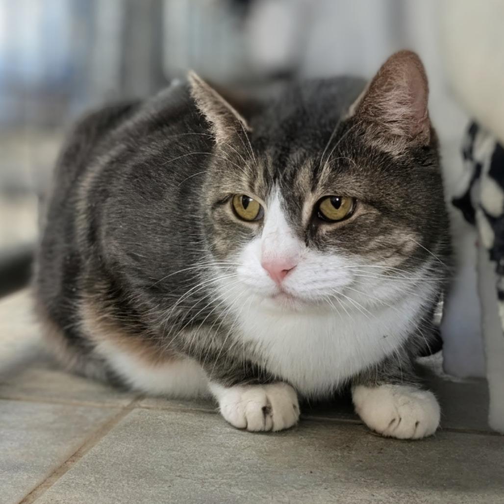 Enlarge Bunny, a Adoptable Domestic Short Hair in East Smithfield , PA image 4/6