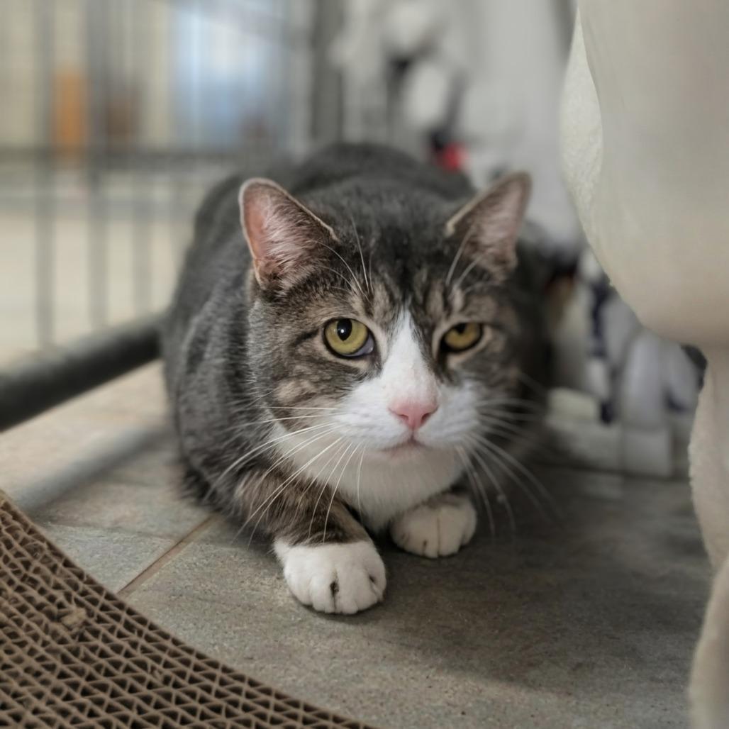 Enlarge Bunny, a Adoptable Domestic Short Hair in East Smithfield , PA image 5/6