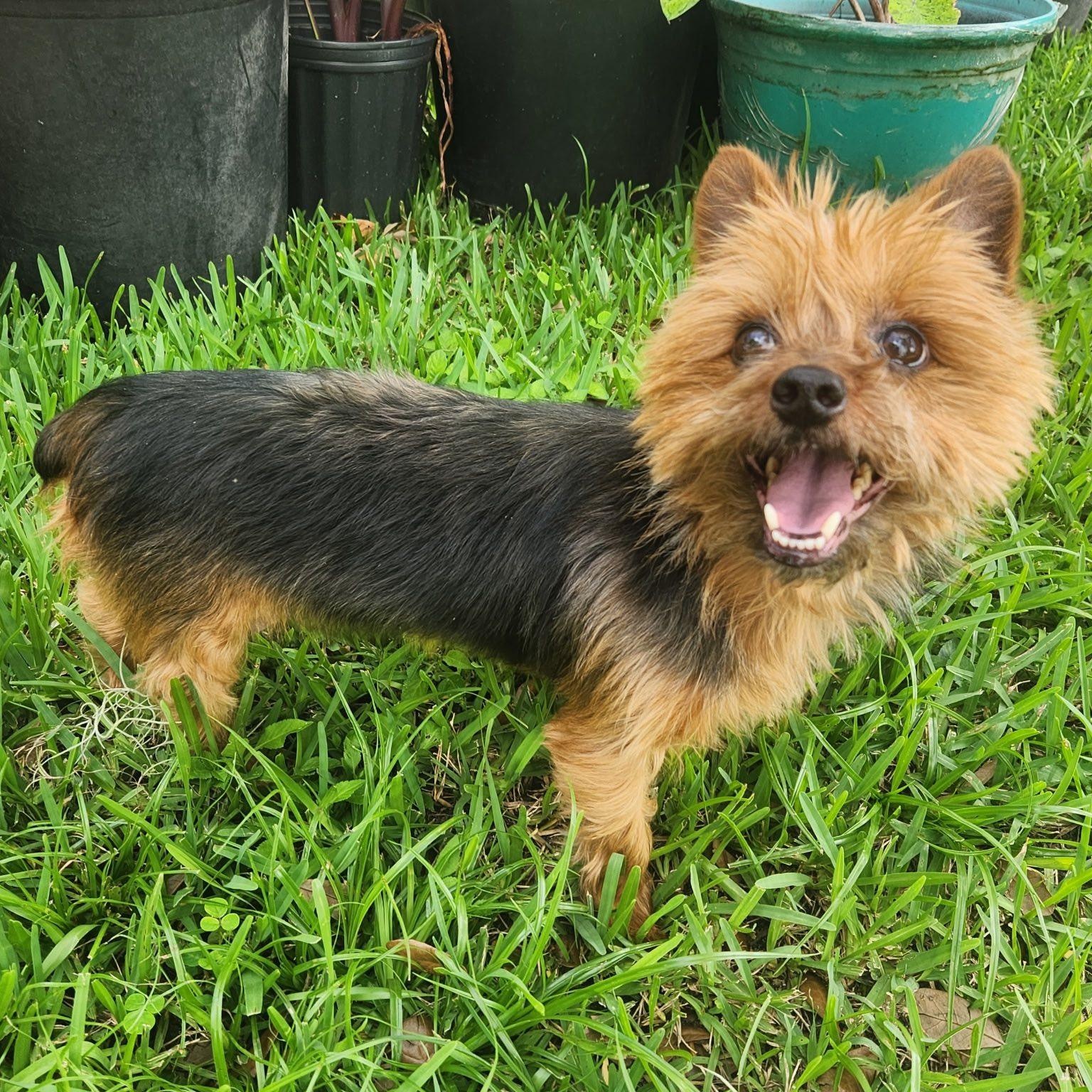 Xica, a Adoptable Yorkshire Terrier in Cape Coral, FL image 1/4