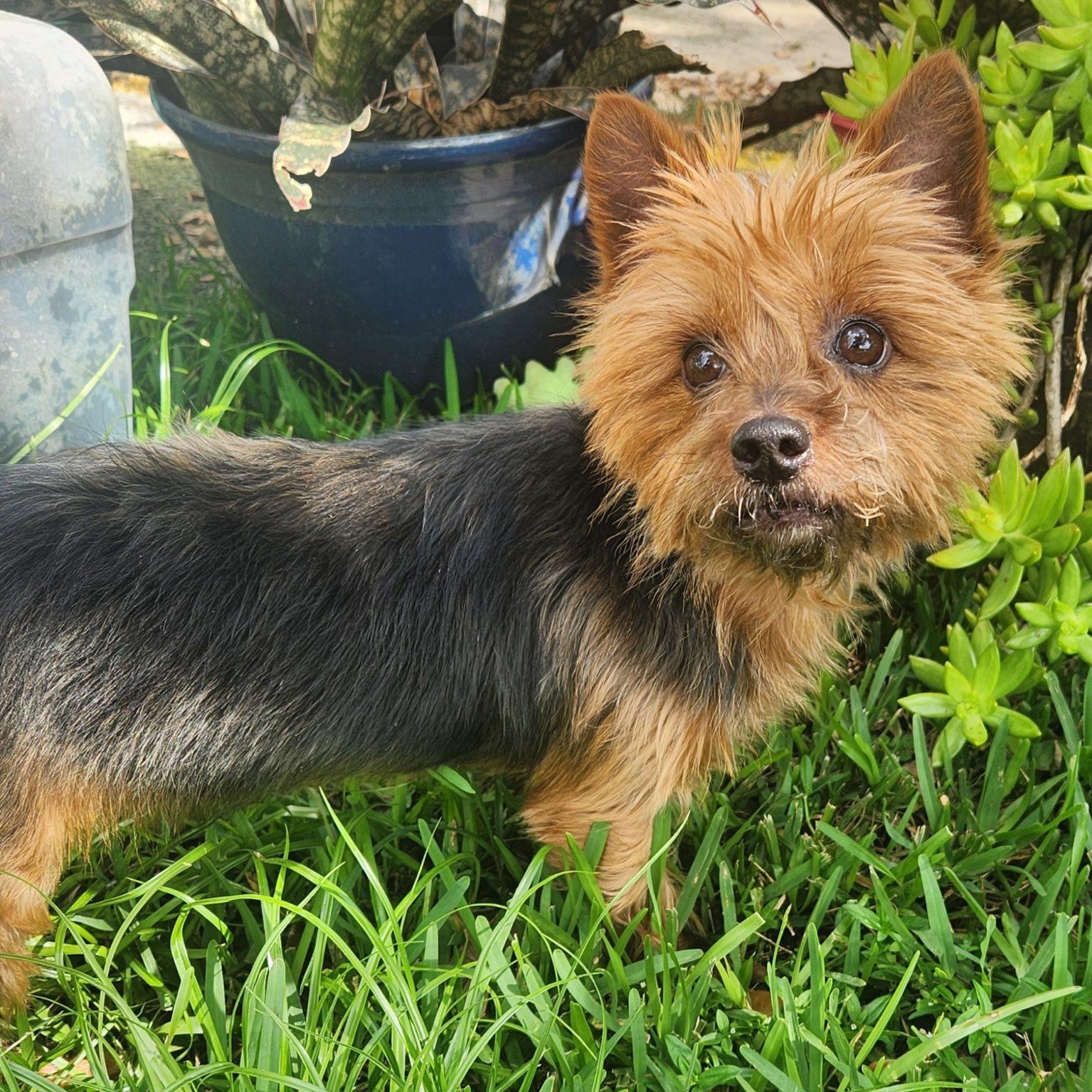 Xica, a Adoptable Yorkshire Terrier in Cape Coral, FL image 2/4