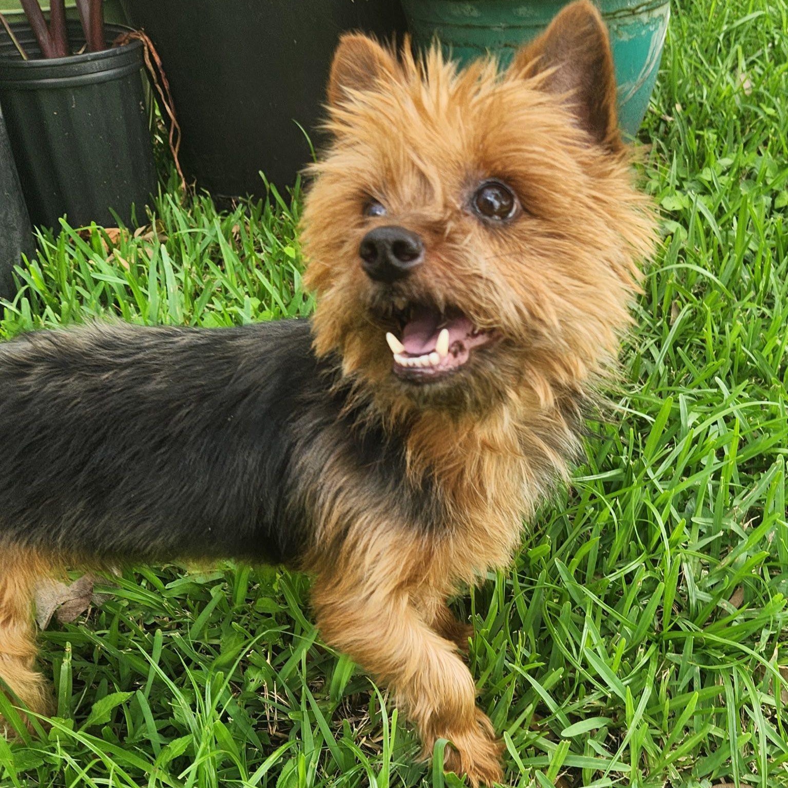 Xica, a Adoptable Yorkshire Terrier in Cape Coral, FL image 3/4