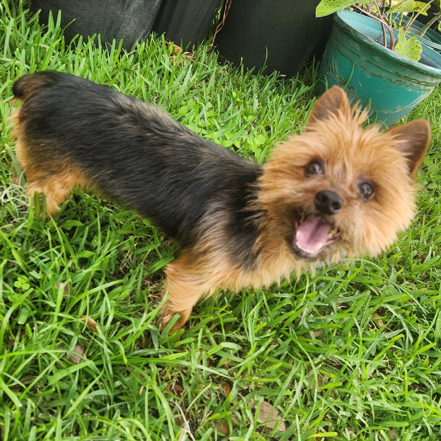 Xica, a Adoptable Yorkshire Terrier in Cape Coral, FL image 4/4