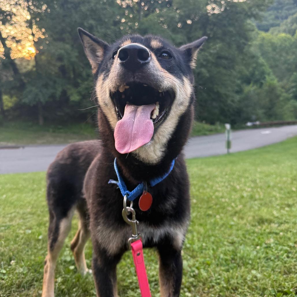 Enlarge Hank, a Adoptable Mixed Breed in Pittsburgh, PA image 1/4