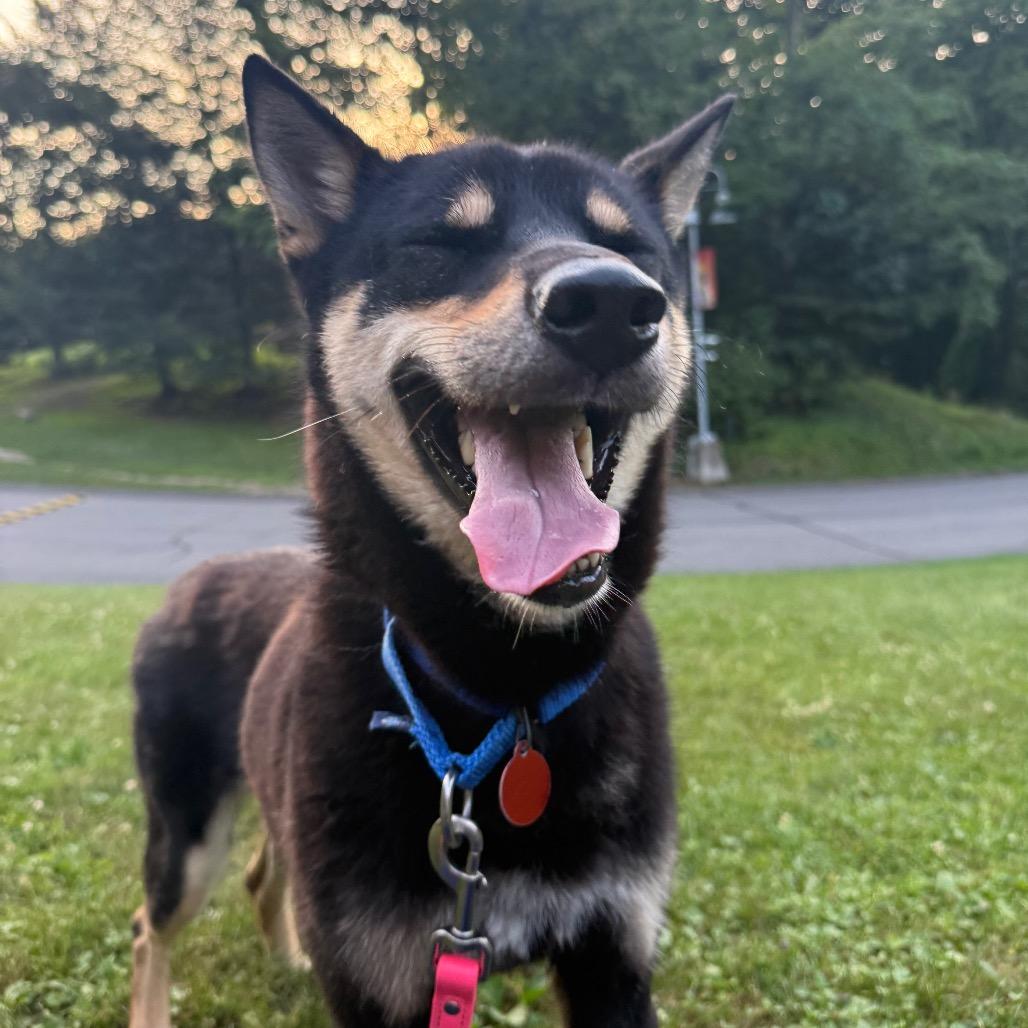 Enlarge Hank, a Adoptable Mixed Breed in Pittsburgh, PA image 3/4