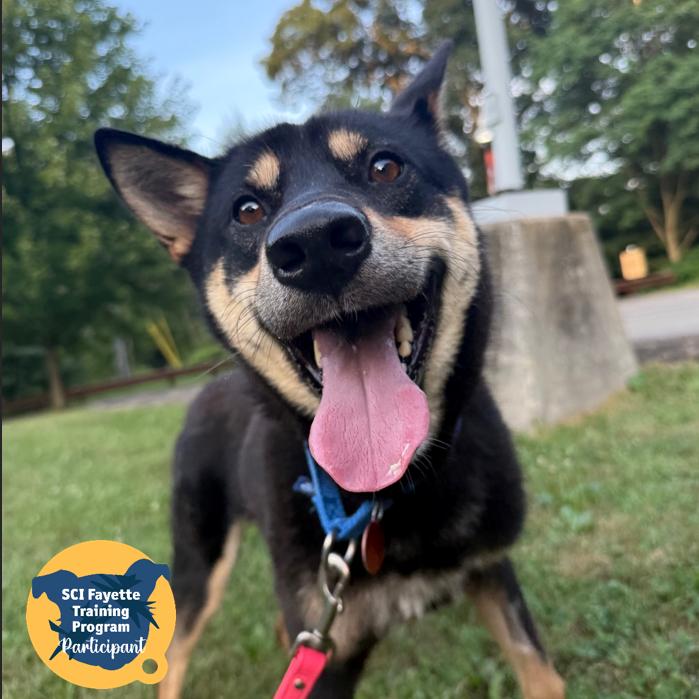Enlarge Hank, a Adoptable Mixed Breed in Pittsburgh, PA image 4/4