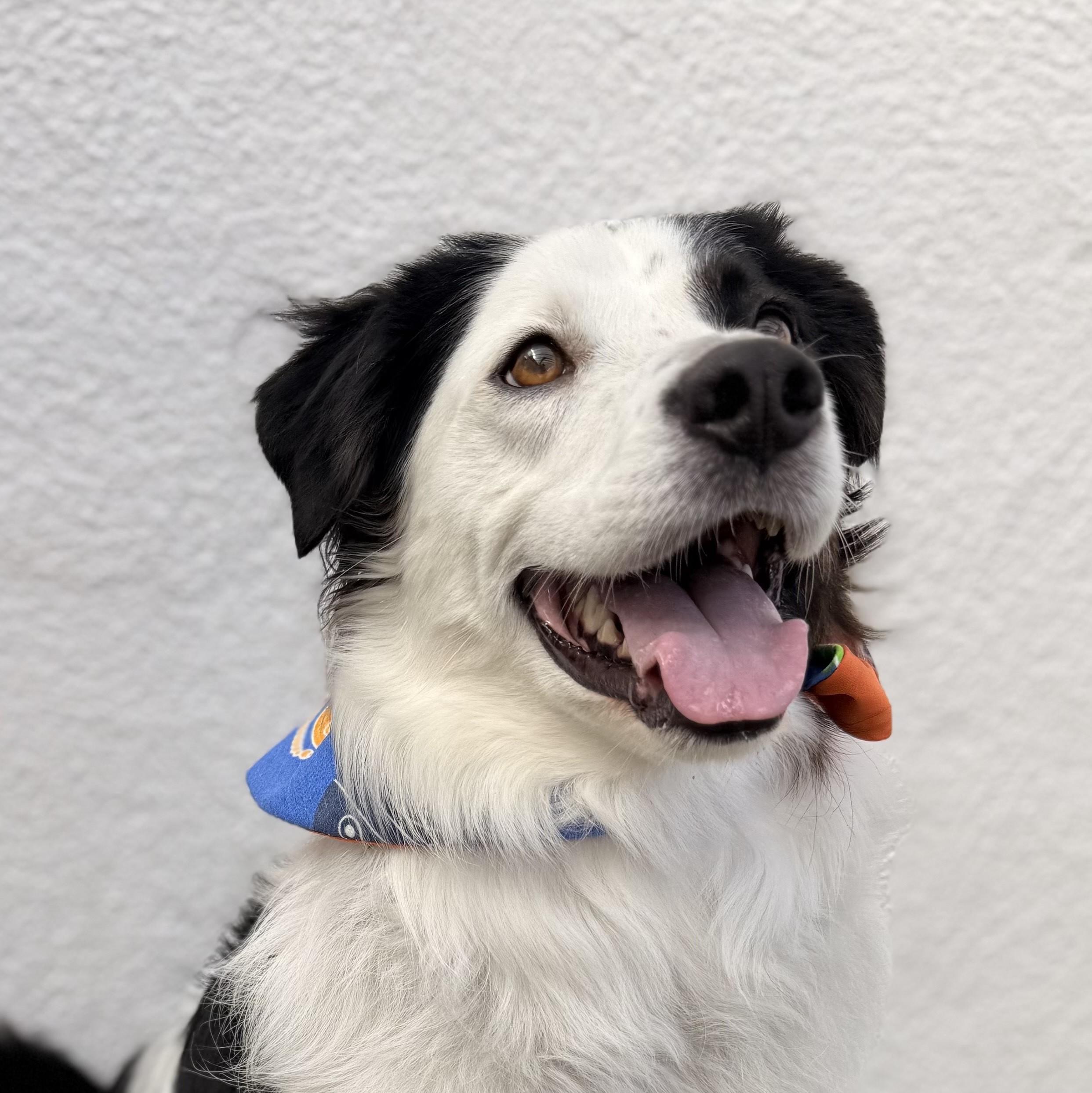 TOBY, adoptable, Young Male Australian Shepherd & Border Collie.