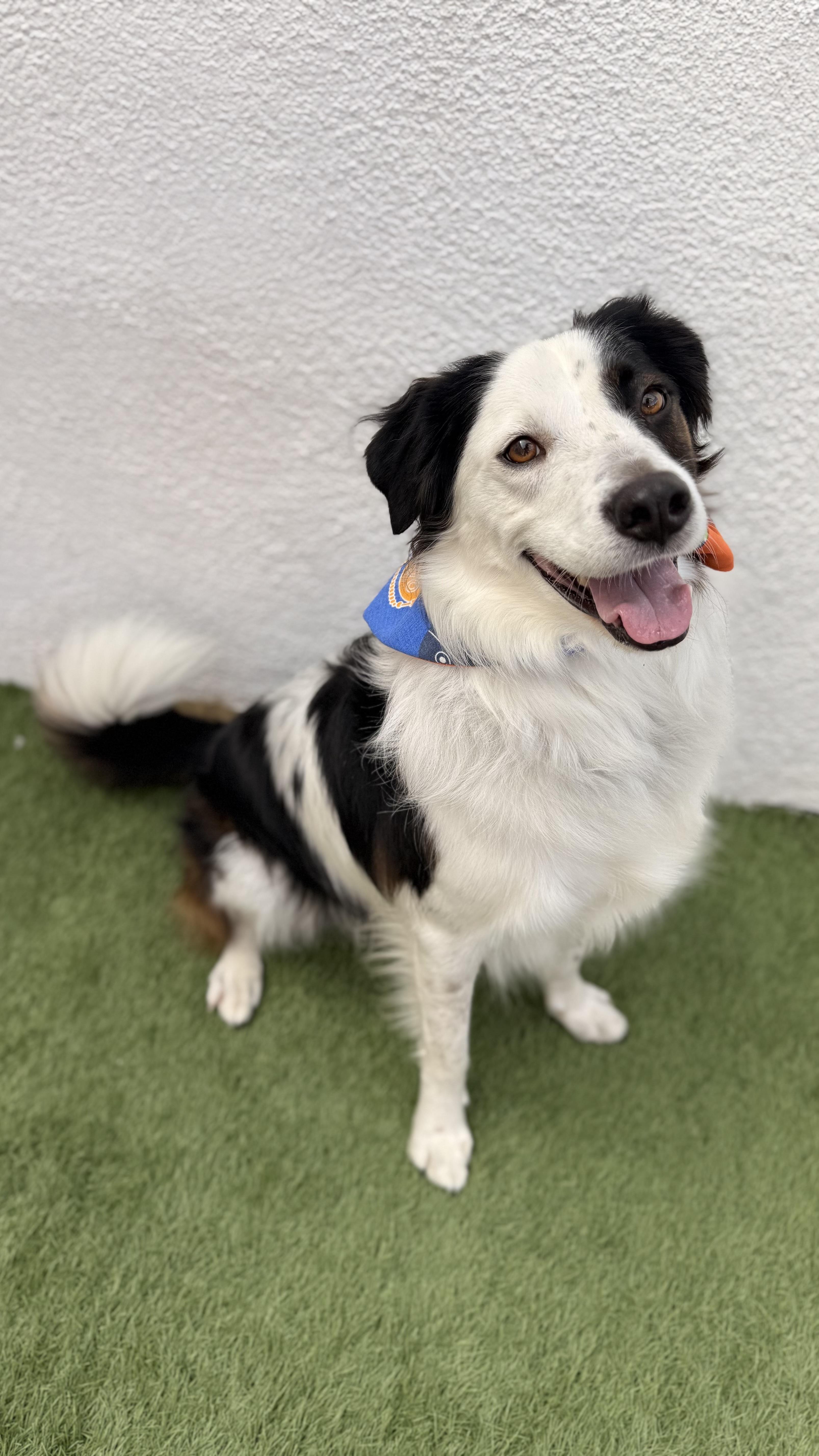 Enlarge TOBY, an adoptable mixed breed in La Jolla, CA image 3/6