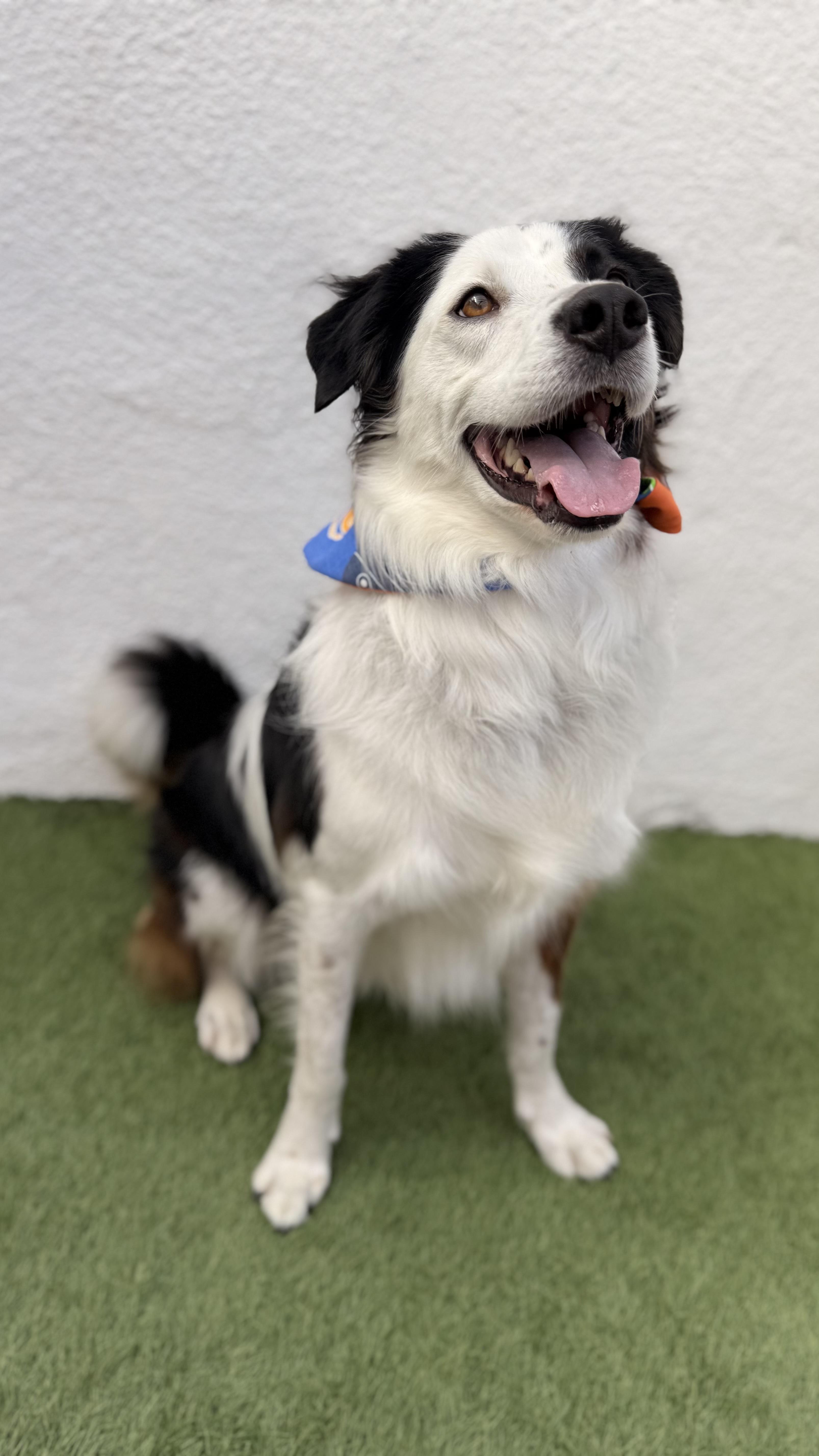 Enlarge TOBY, an adoptable mixed breed in La Jolla, CA image 4/6