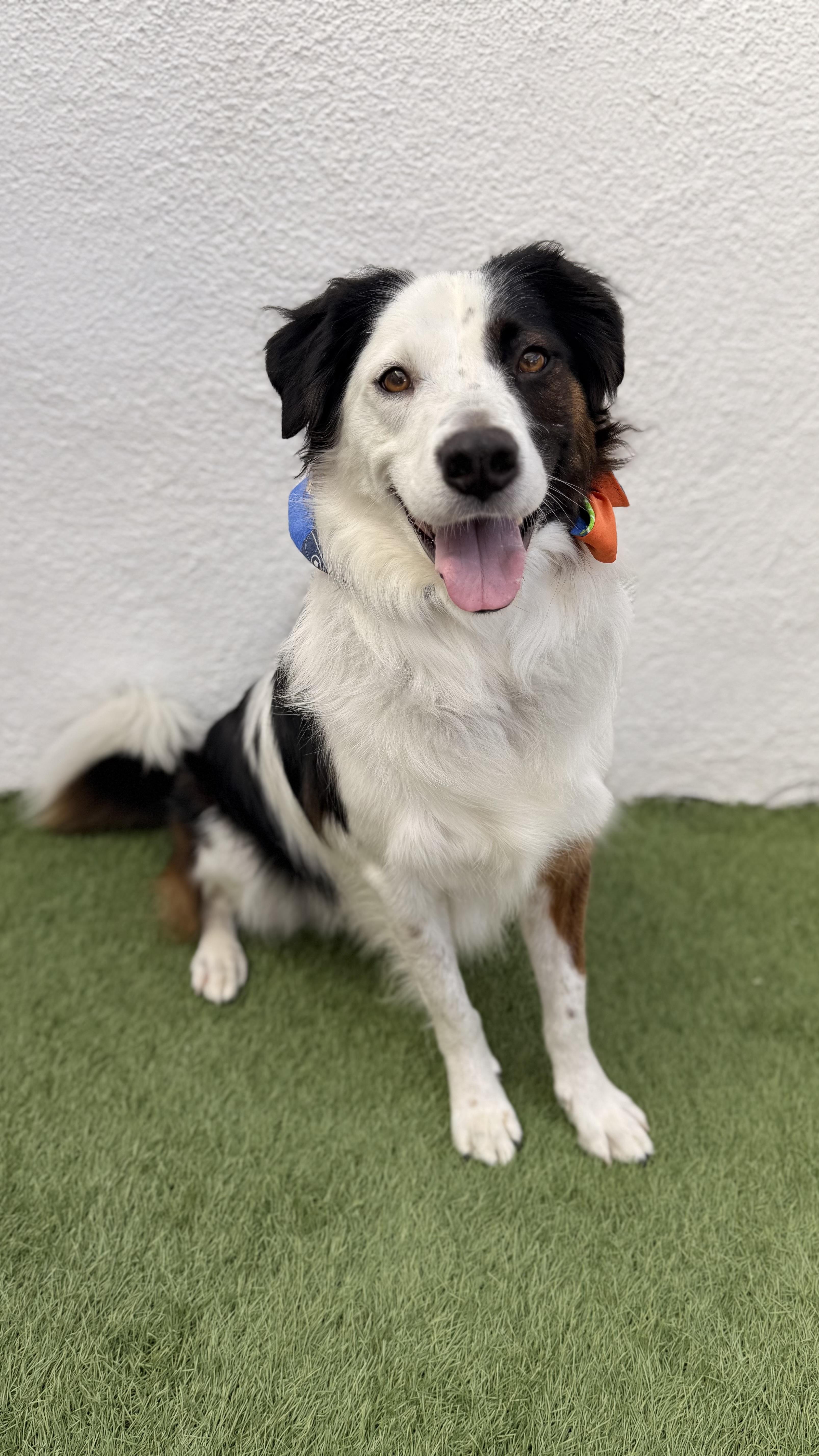 Enlarge TOBY, an adoptable mixed breed in La Jolla, CA image 6/6