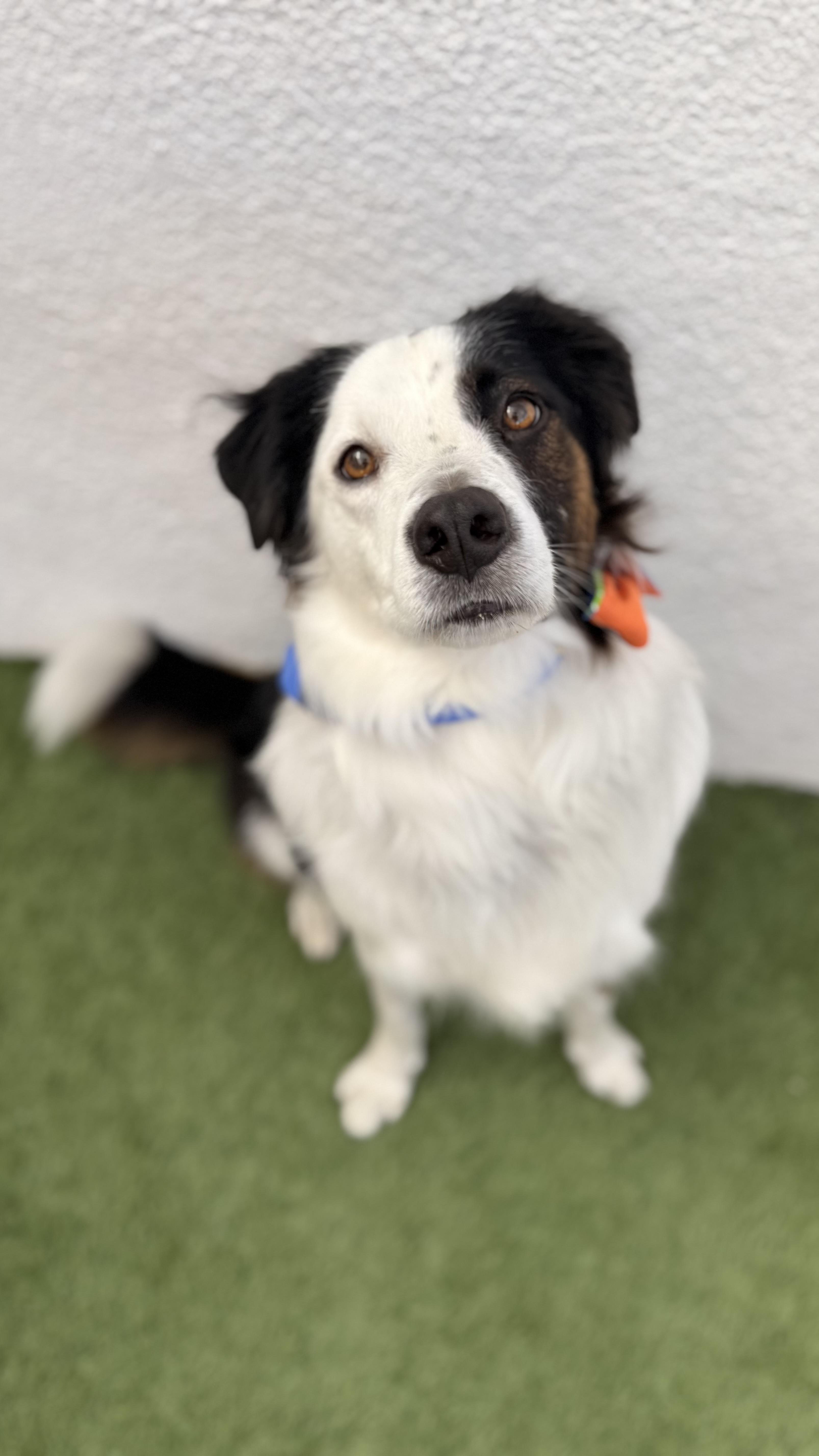 Enlarge TOBY, an adoptable mixed breed in La Jolla, CA image 5/6