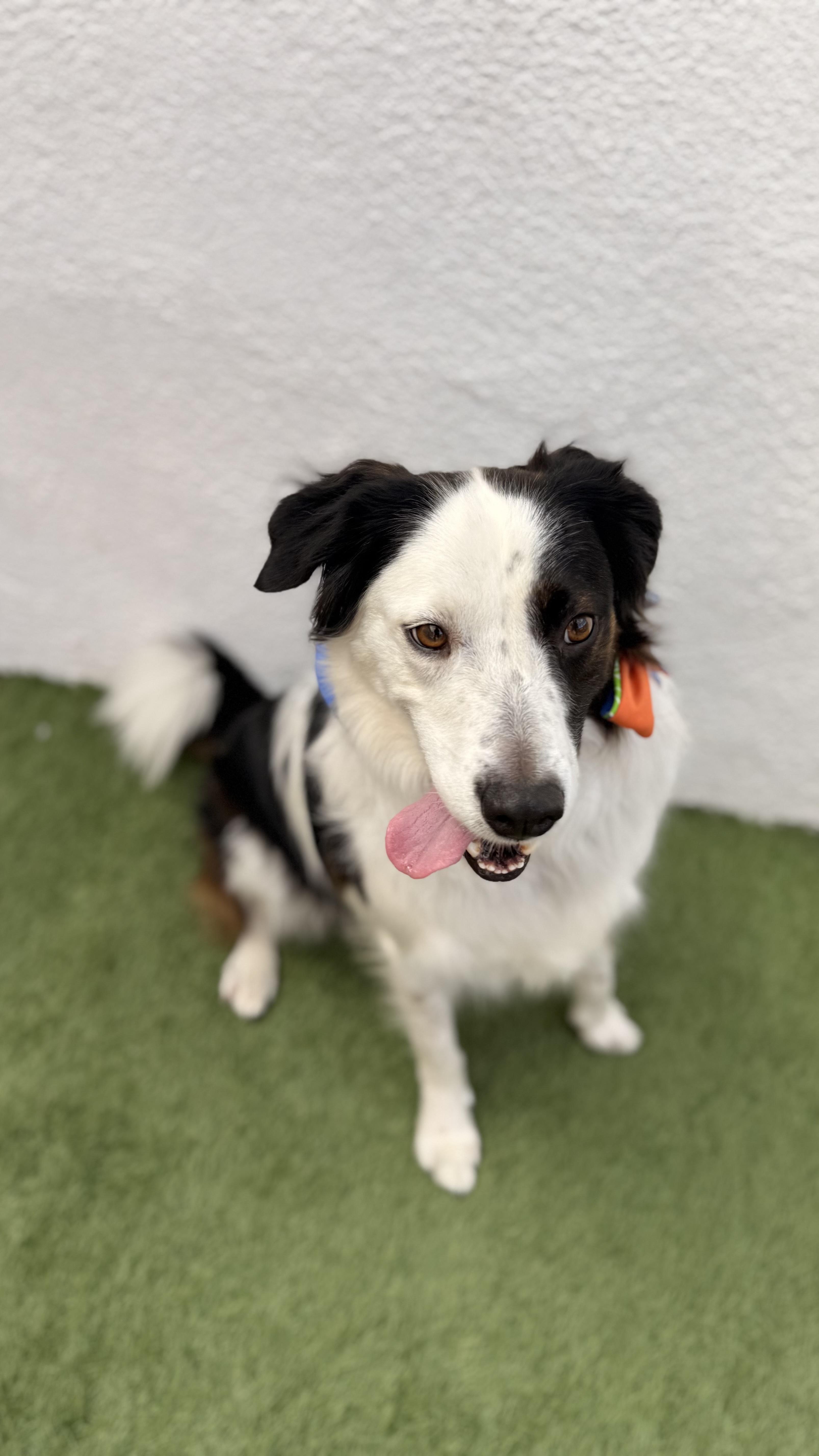 Enlarge TOBY, an adoptable mixed breed in La Jolla, CA image 2/6