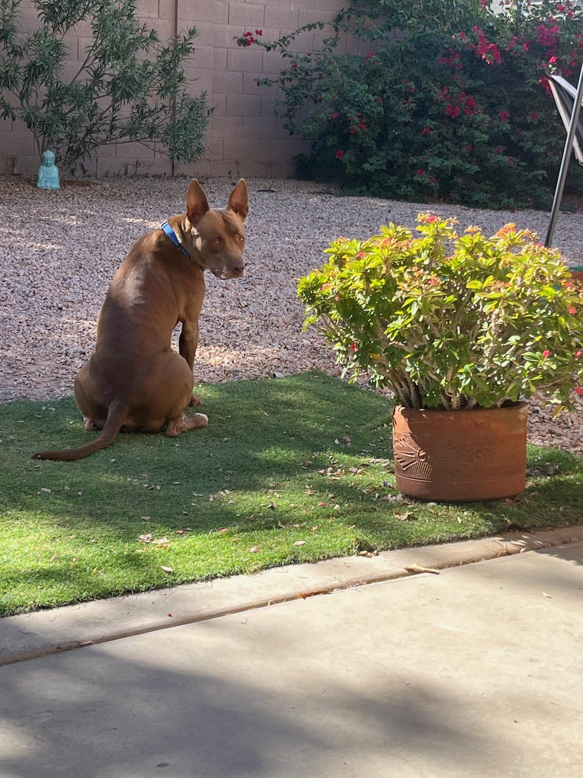 Enlarge Molly, a Adoptable mixed breed in Mesa, AZ image 2/3