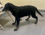 Enlarge Norman, a Adoptable mixed breed in Glasgow, KY image 1/3