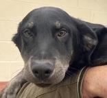 Enlarge Norman, a Adoptable mixed breed in Glasgow, KY image 2/3