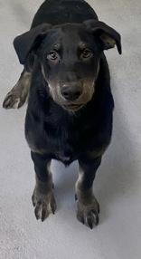 Enlarge Norman, a Adoptable mixed breed in Glasgow, KY image 3/3