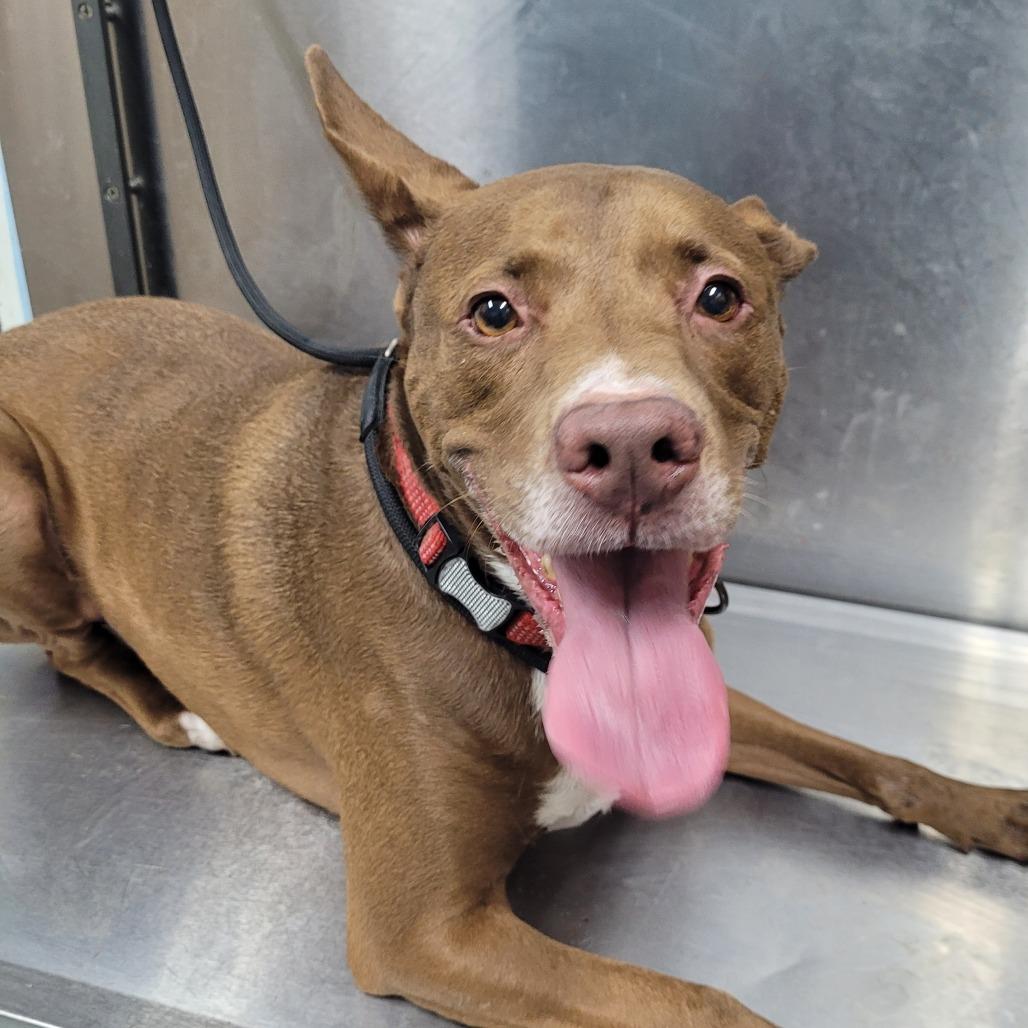 Taz, ADOPTABLE, Adult Male Mixed Breed.