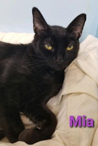 Mia II - Cat Room, a Adoptable Domestic Short Hair in Oakland Park, FL image 1/3