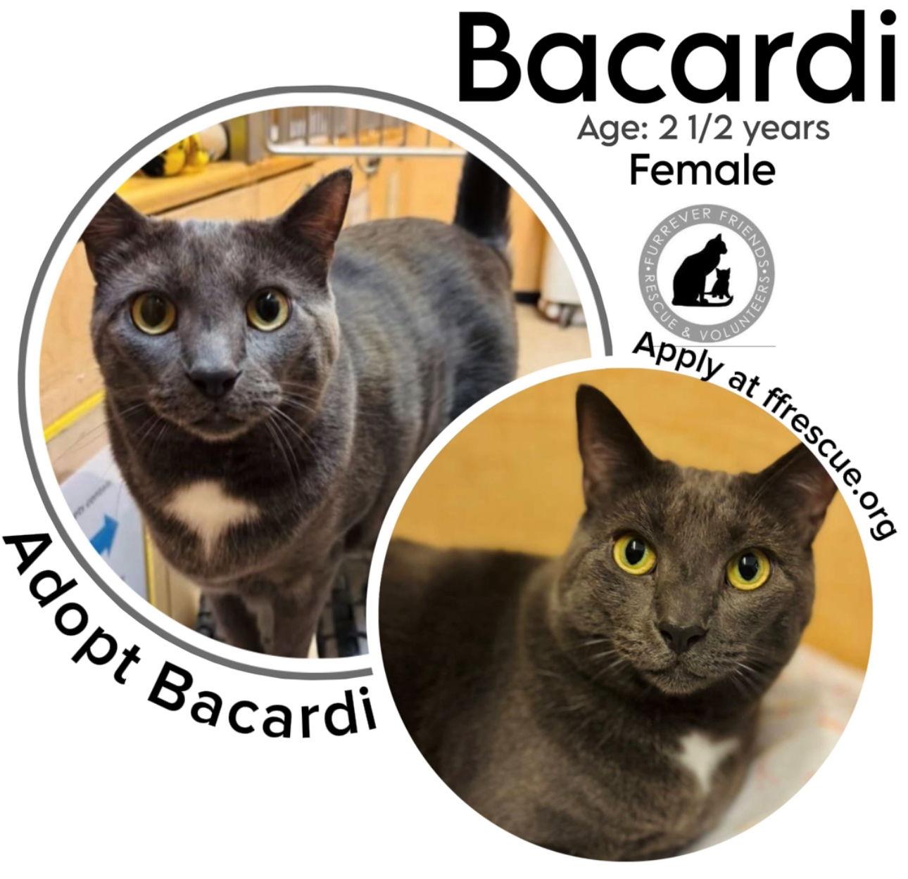 Bacardi, Adoptable, Adult Female Domestic Short Hair.