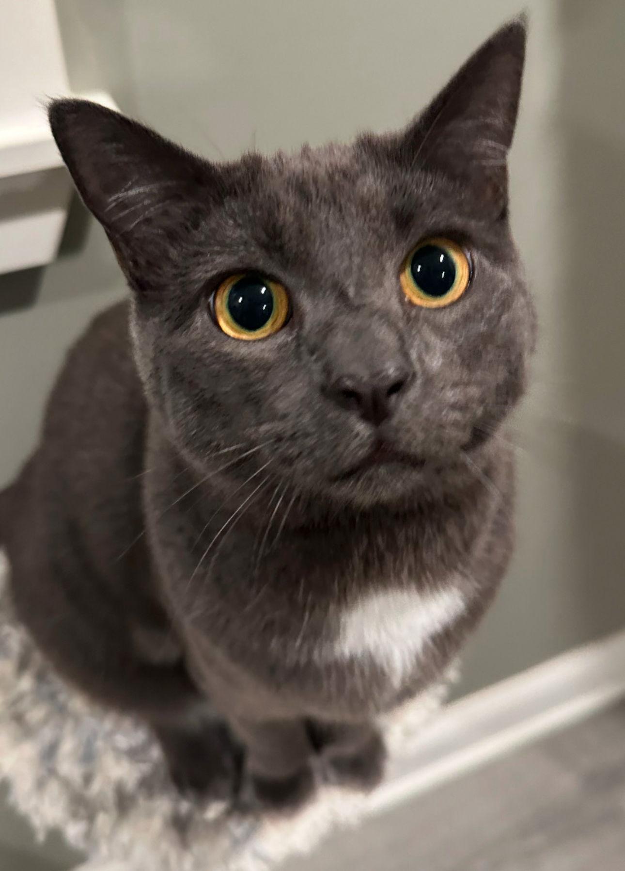 Enlarge Bacardi, a Adoptable Domestic Short Hair in Woodbury, NJ image 2/3