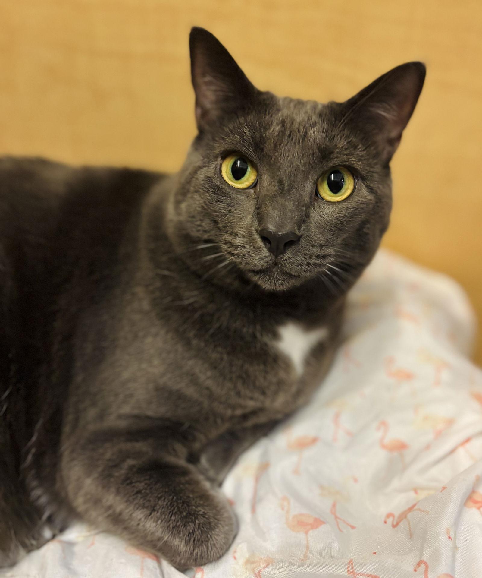 Enlarge Bacardi, a Adoptable Domestic Short Hair in Woodbury, NJ image 3/3