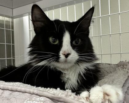 Marigold, an adoptable Domestic Long Hair in Redmond, OR, 97756 | Photo Image 1