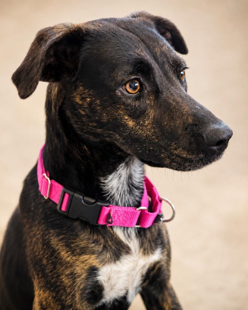 Enlarge Elegance, a Adoptable mixed breed in Reno, NV image 2/2