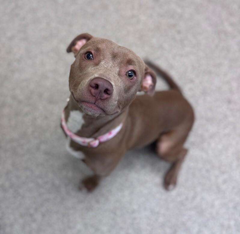 Enlarge Sadie (AKA Cleo), a Adoptable American Staffordshire Terrier in Disputanta, VA image 1/1