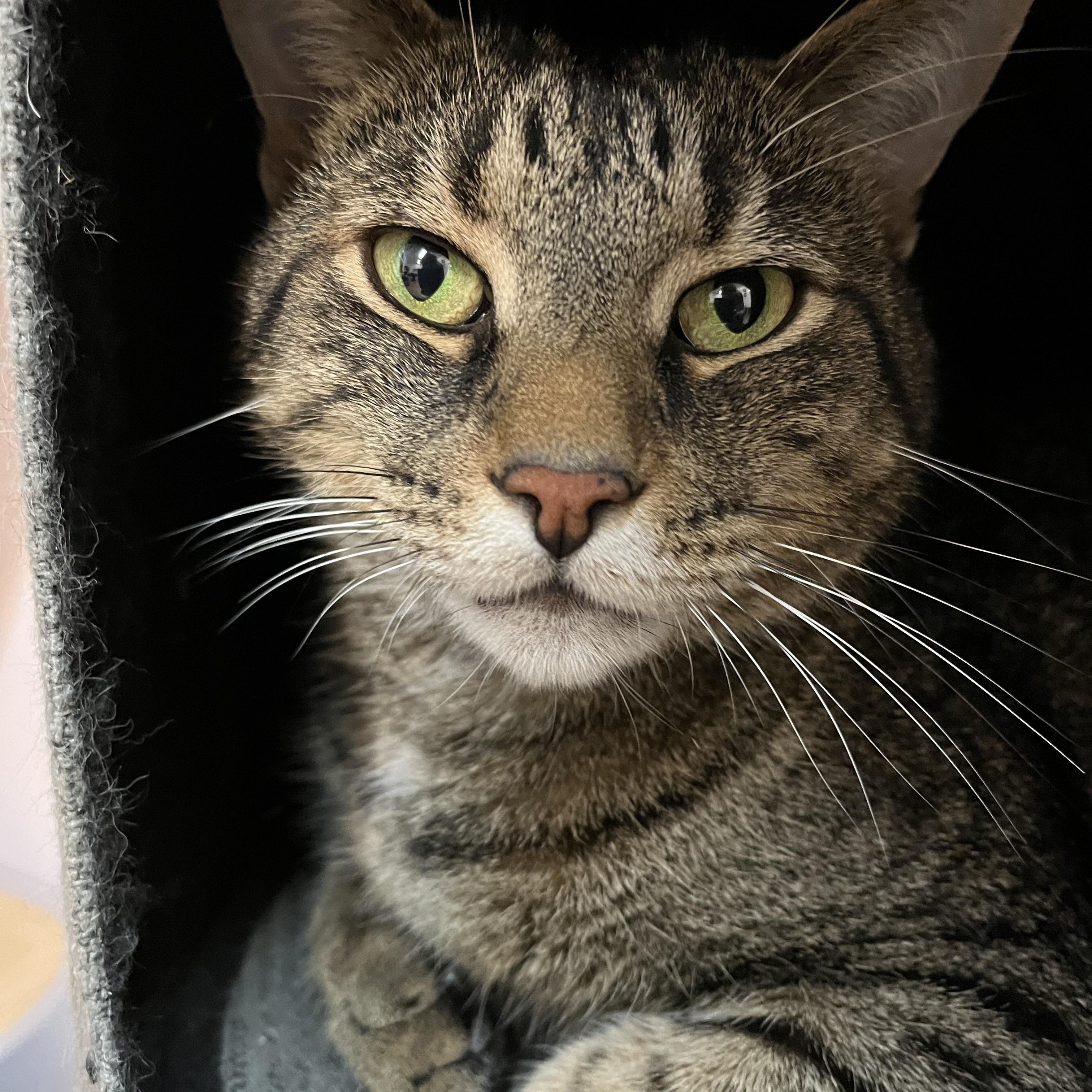 MICKET (CR-SC), Adoptable, Adult Male Domestic Short Hair.