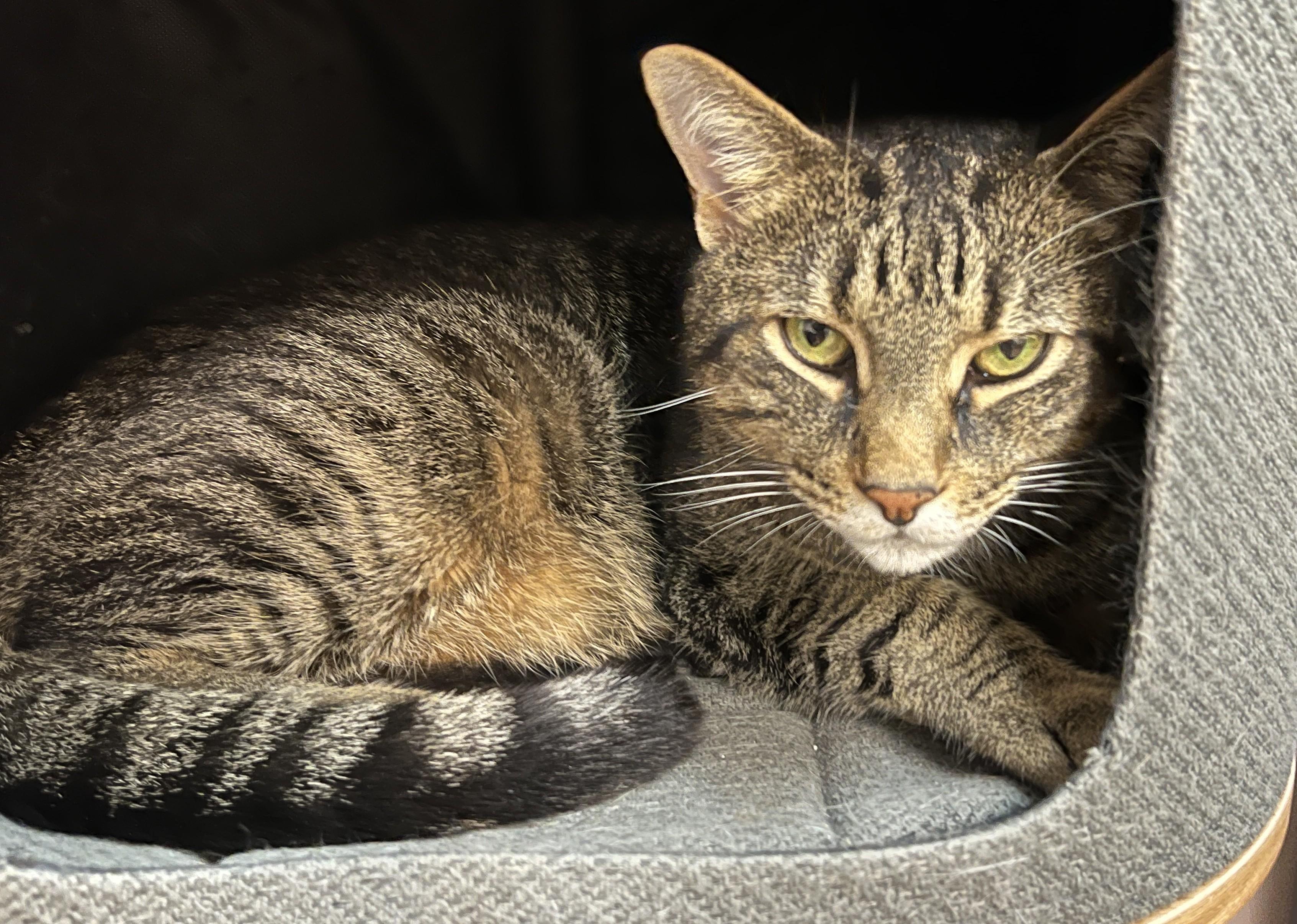 MICKET (CR-SC), a Adoptable Domestic Short Hair in Sainte-Angele-de-Monnoir, QC image 4/6