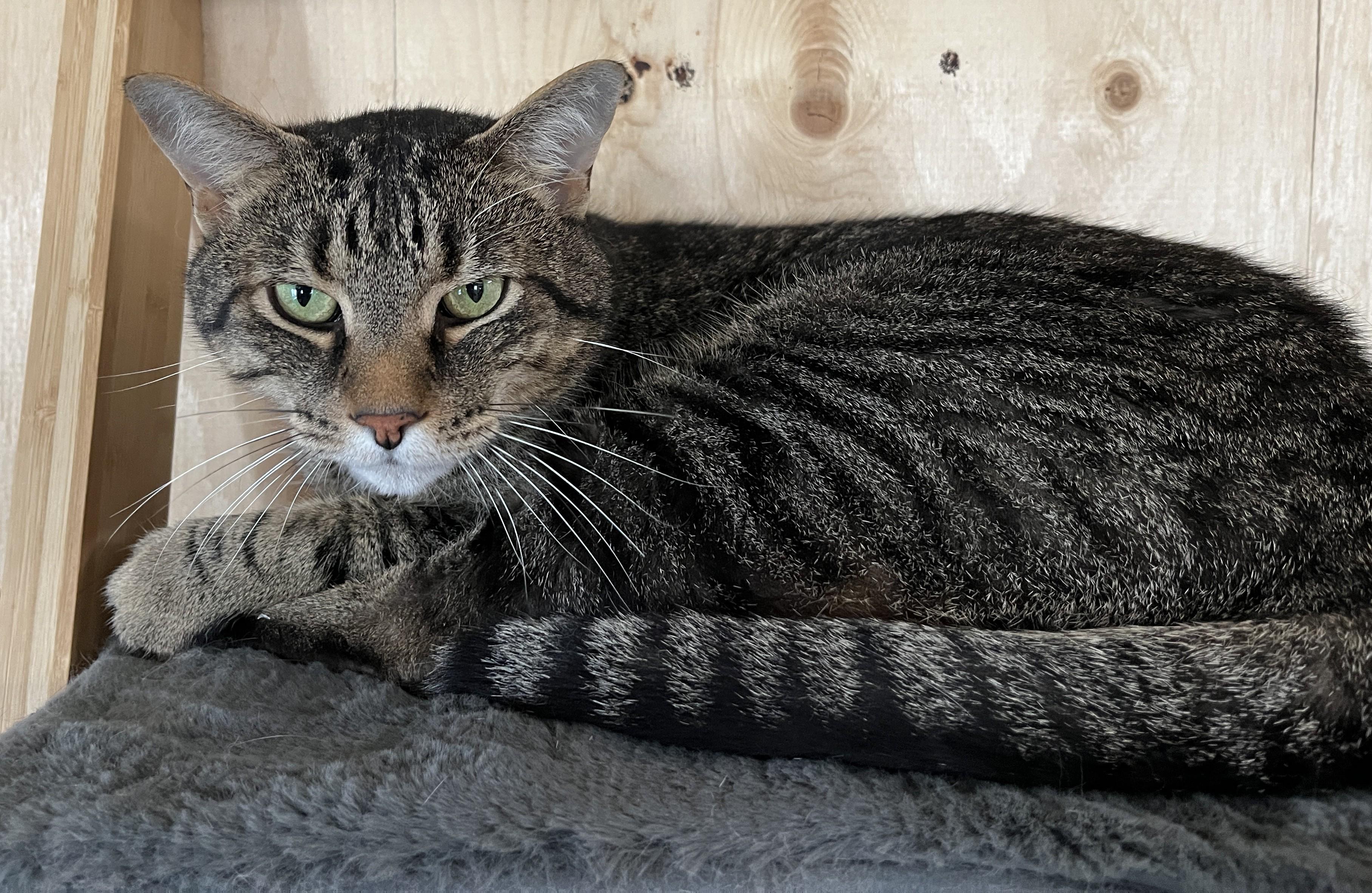 MICKET (CR-SC), a Adoptable Domestic Short Hair in Sainte-Angele-de-Monnoir, QC image 2/6