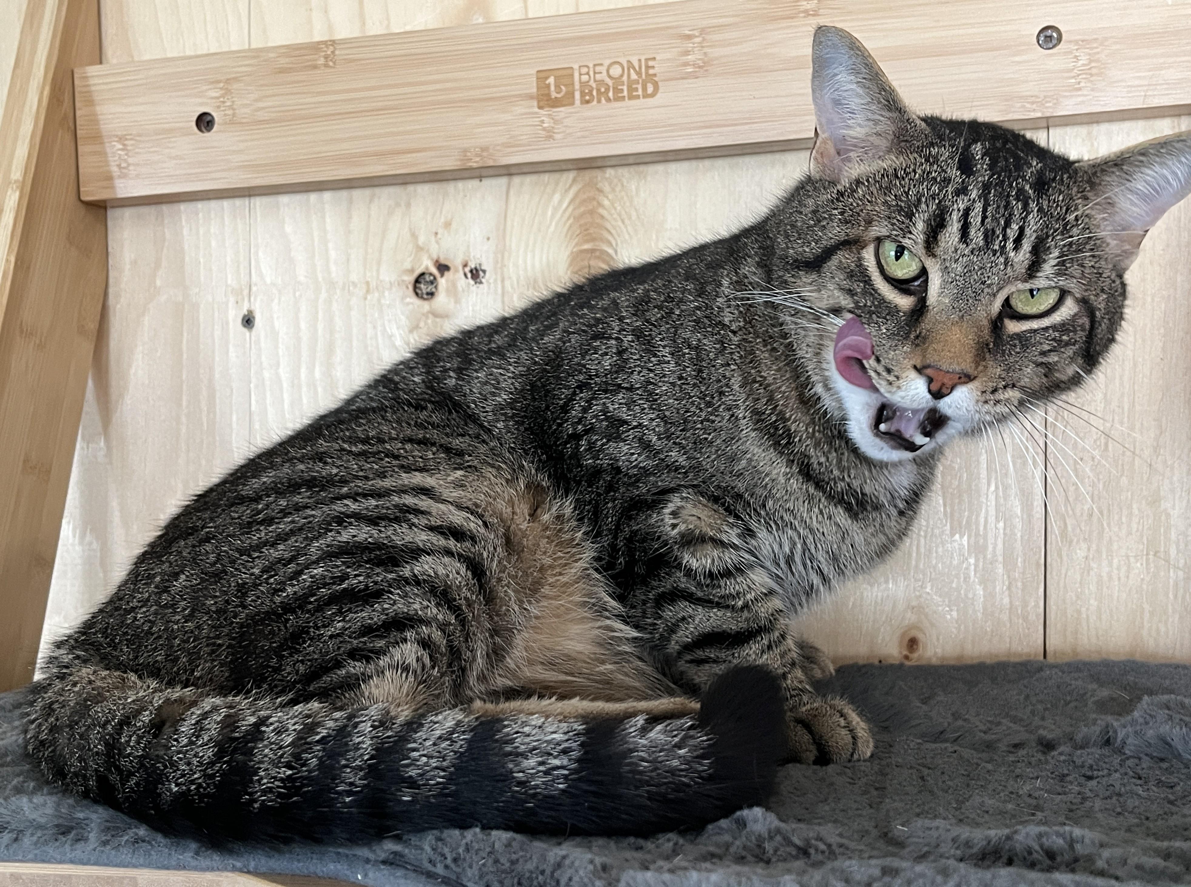 MICKET (CR-SC), a Adoptable Domestic Short Hair in Sainte-Angele-de-Monnoir, QC image 5/6