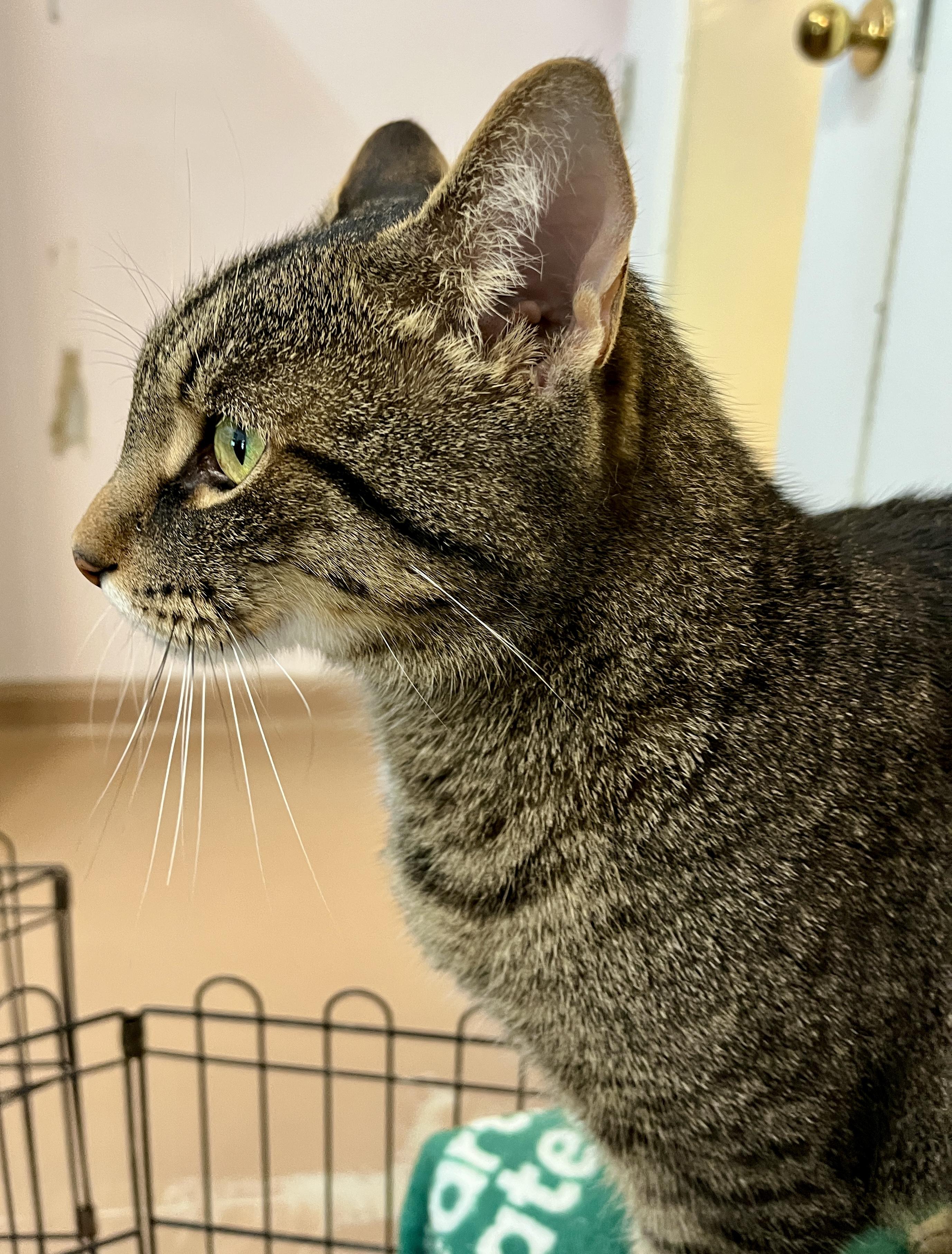 MICKET (CR-SC), a Adoptable Domestic Short Hair in Sainte-Angele-de-Monnoir, QC image 3/6