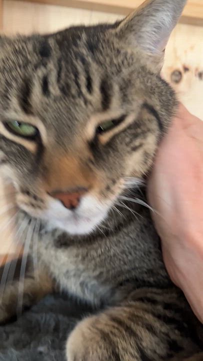 Enlarge MICKET (CR-SC), a Adoptable Domestic Short Hair in Sainte-Angele-de-Monnoir, QC video 6/6