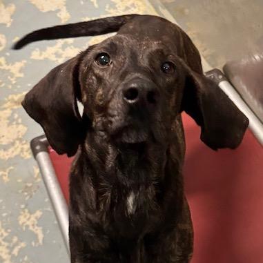 Krueger, Adoptable, Adult Male Hound & Mixed Breed.