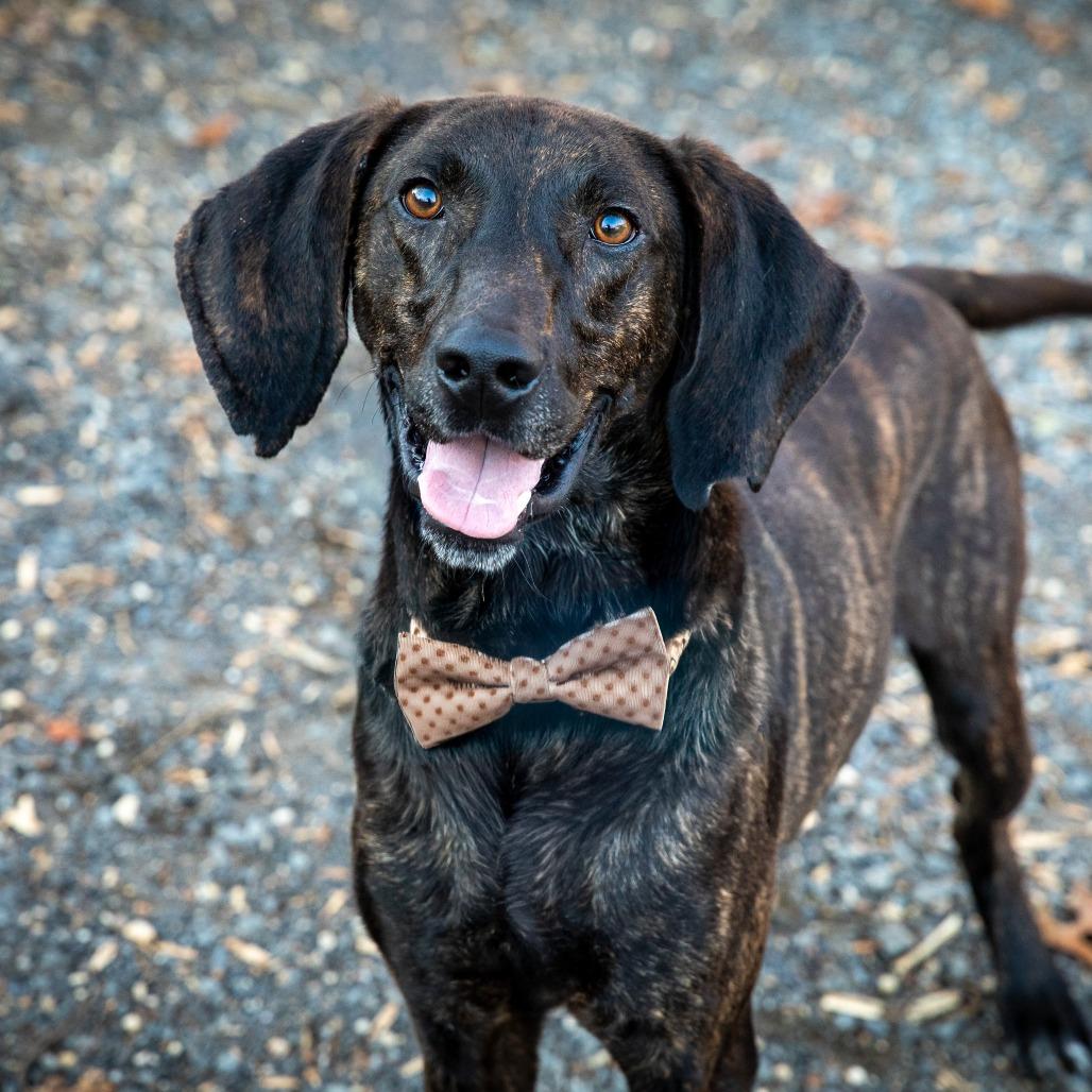 Krueger, a Adoptable mixed breed in Aldie, VA image 2/4